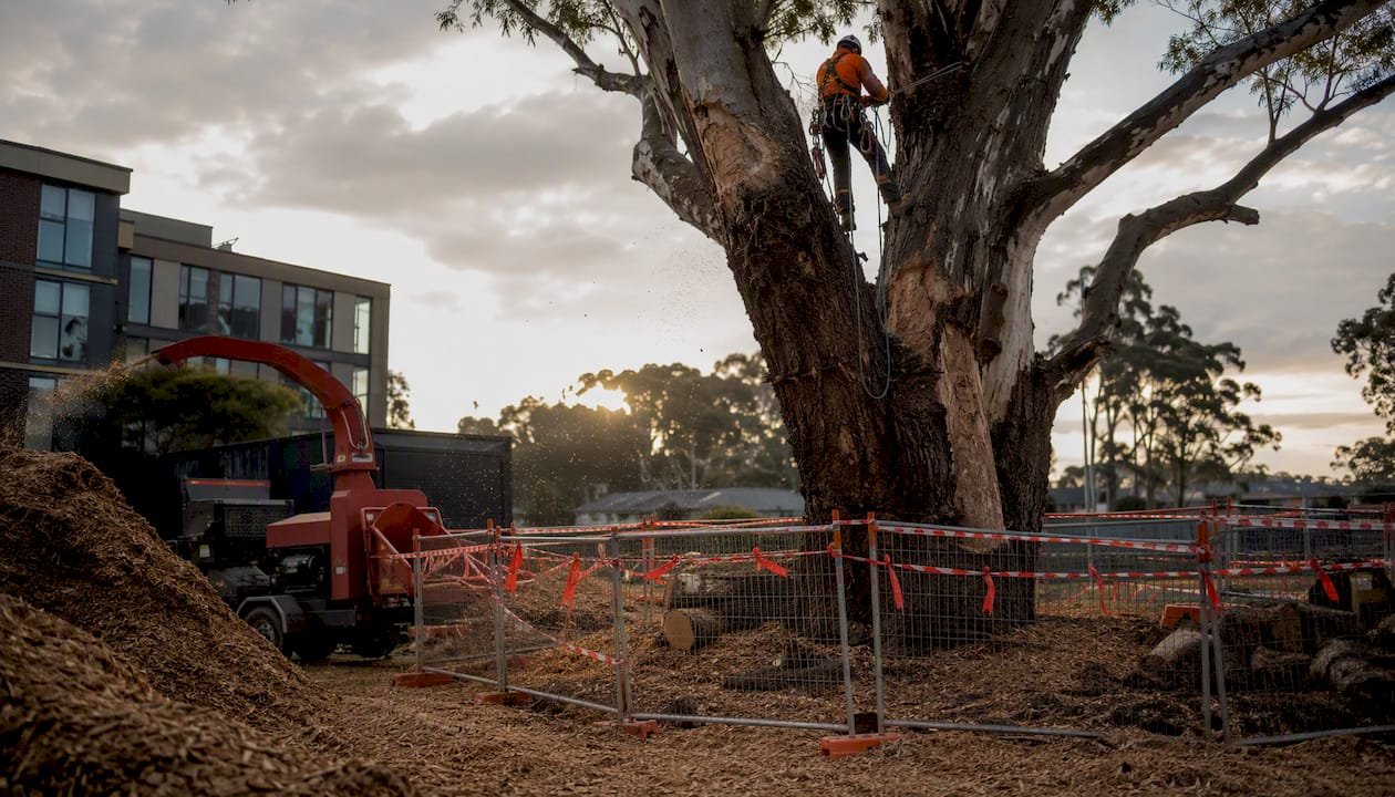Tree climber sectionally dismantling tree